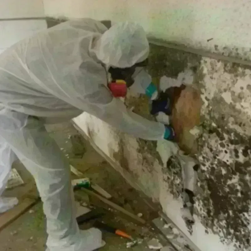 Mold Remediation and Removal in Newton, KS